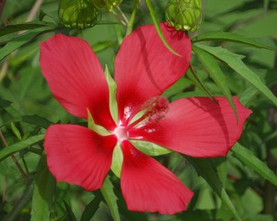 texas star hibiscus BRD3917.jpg