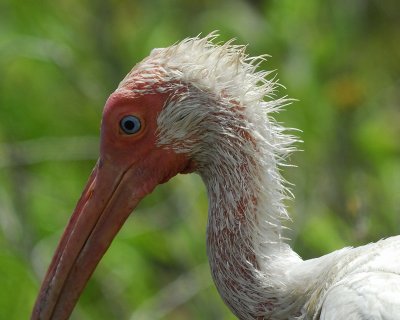 white ibis BRD5662.jpg