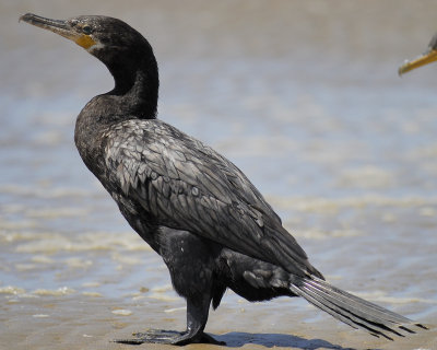 neotropic cormorant BRD6104.jpg