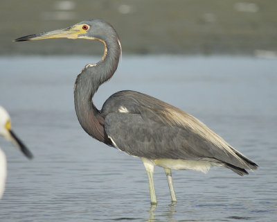 tricolored heron BRD6295.jpg