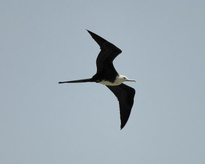 magnificent frigatebird SCO8632.jpg