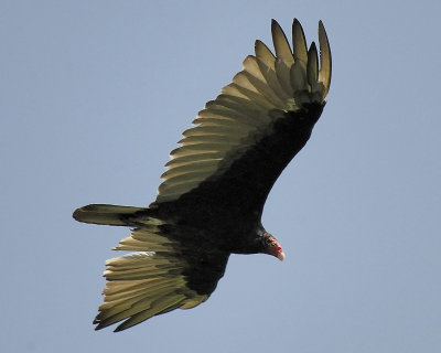 turkey vulture SCO8757.jpg