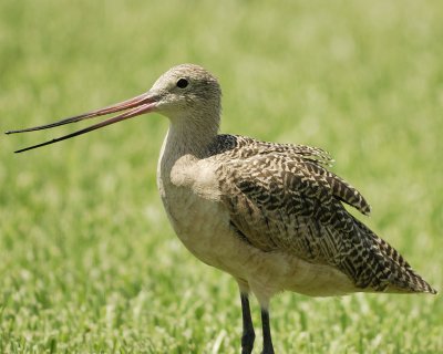 marbled godwit SCO0219.jpg