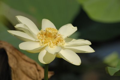 lotus SCO0754.jpg