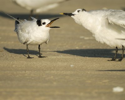 sandwich tern SCO1556.jpg