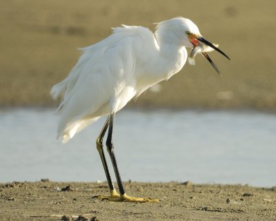 snowy egret SCO1570.jpg