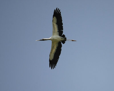 wood stork SCO2612.jpg