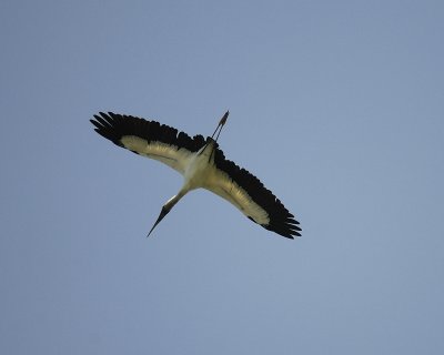 wood stork SCO2613.jpg