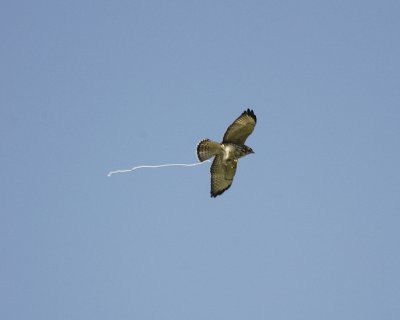 broad-winged hawk SCO2374.jpg