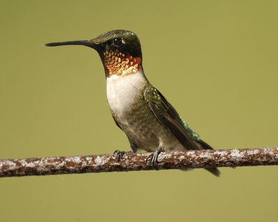 ruby-throated hummingbird SCO2736.jpg