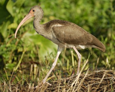 white ibis SCO2938.jpg