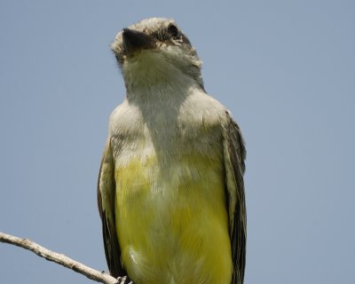 western_kingbird_SCO3059.jpg