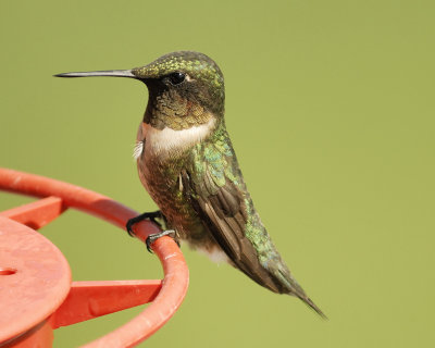 ruby-throated hummingbird SCO3814.jpg