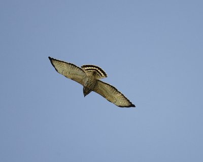 broad-winged hawk SCO3761.jpg