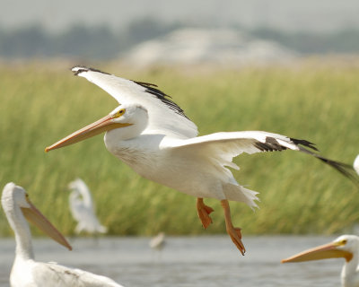 white pelican SCO3297.jpg