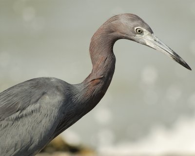 little blue heron SCO3539.jpg