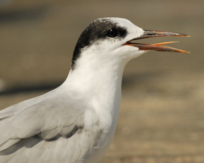 common tern SCO3434.jpg