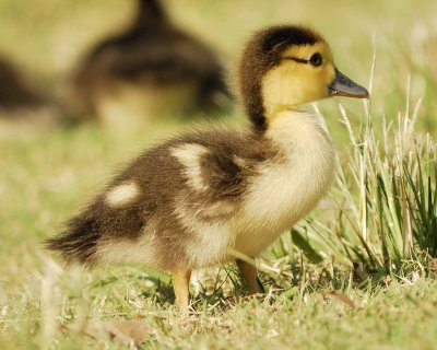 muscovy duck SCO3563.jpg