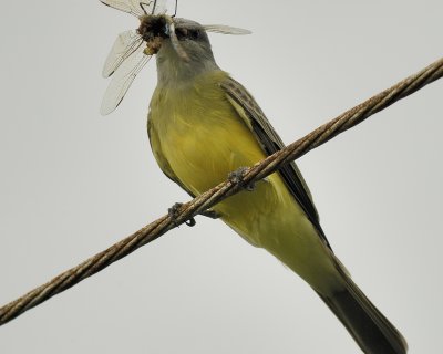 couch's kingbird SCO5069.jpg