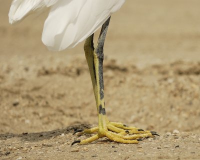 snowy egret SCO4547.jpg
