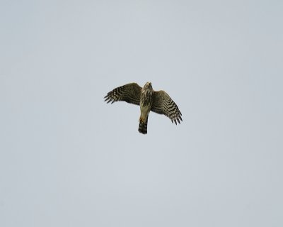 sharp-shinned hawk SCO5175.jpg