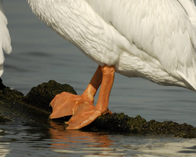 white pelican SCO5639.jpg