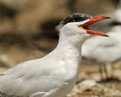 caspian tern SCO0290.jpg