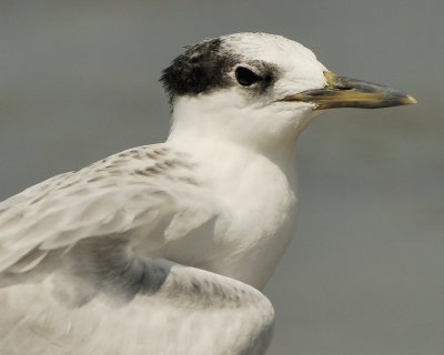 sandwich tern SCO0351.jpg