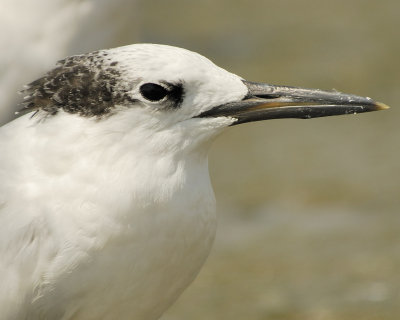 sandwich tern SCO0402.jpg