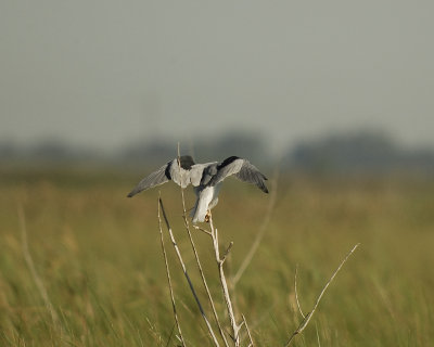 white-tailed kite SCO6373.jpg