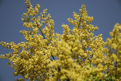 golden raintree SCO6466.jpg