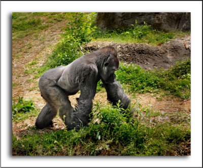 Zoo Atlanta