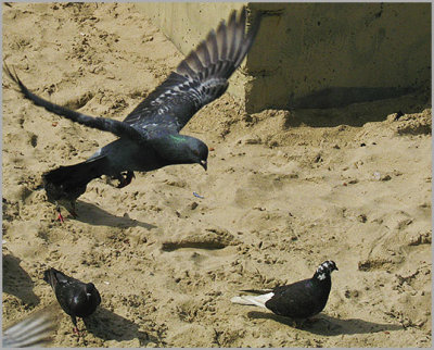 Landing Copacabana