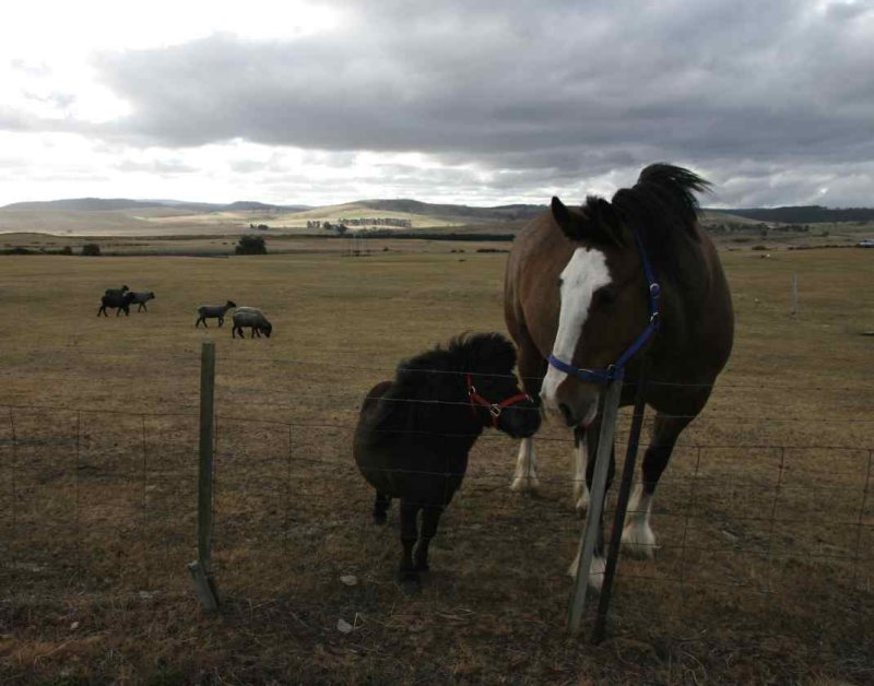 Pals, Oatlands