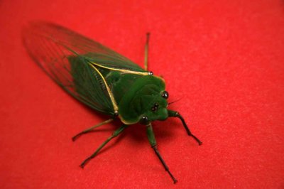 Contrast Cicada