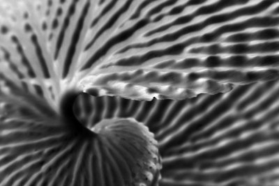 Swirl of the Paper Nautilus