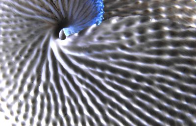 Nature's Complexity