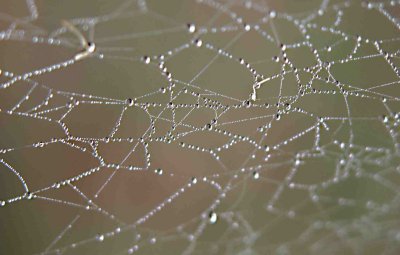 Spider's Lace