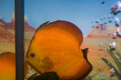 discus_with_eggs