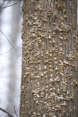 The Local Fairfax County Park