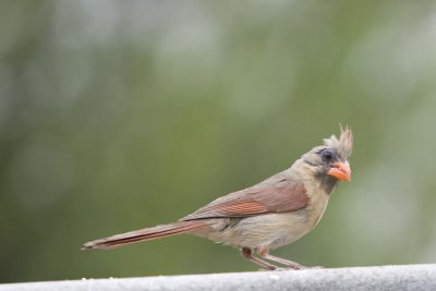 My Favorite Pictures of Birds