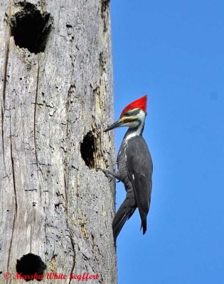 Pileated Woodpecker / Dryocopus pileatus