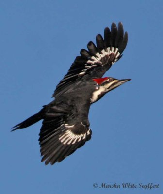 Pileated Woodpecker / Dryocopus pileatus
