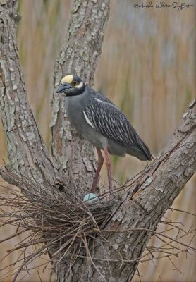 Yellow-crowned-night-heron-.jpg