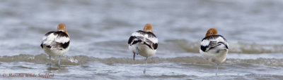 American-Avocet-6210EW.jpg