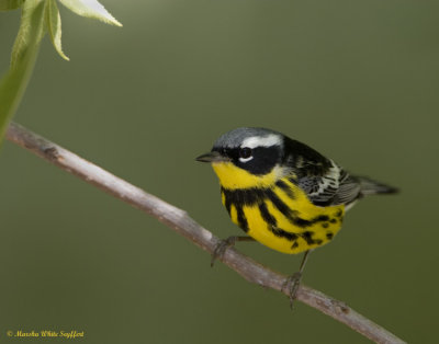 Magnolia Warbler-7800EW.jpg