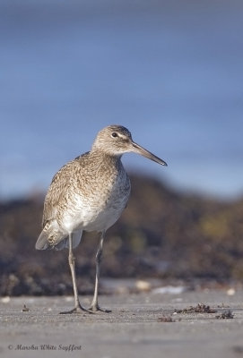 Willet - 7605EW.jpg