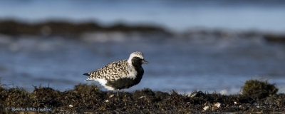 Black-bellied Plover - 7614EW.jpg