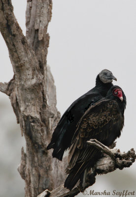 Black & Turkey Vulture - 2249W.jpg