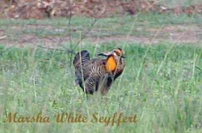 Attwater's Prairie Chicken - 5792E.jpg